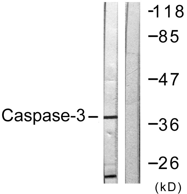 Caspase-3 Rabbit Polyclonal Antibody