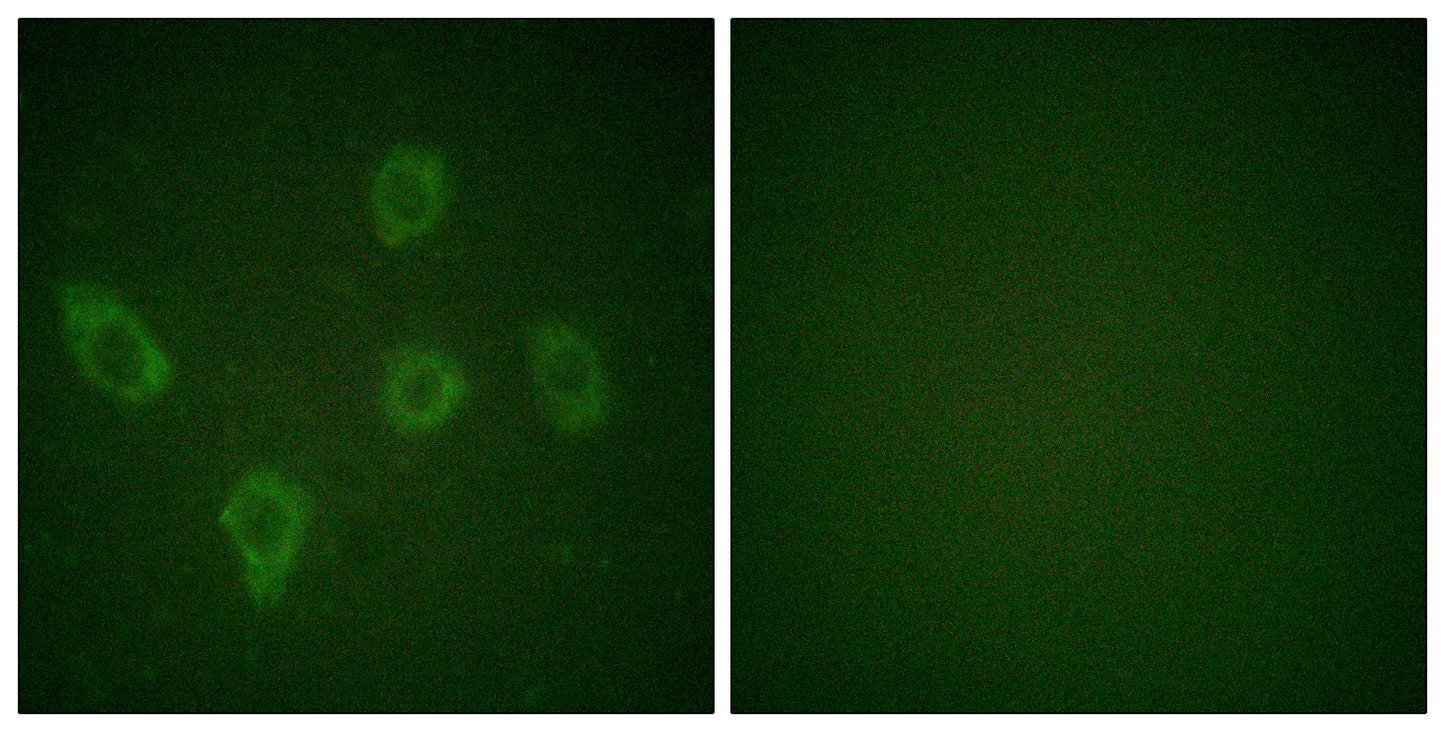 Caspase-9 Rabbit Polyclonal Antibody