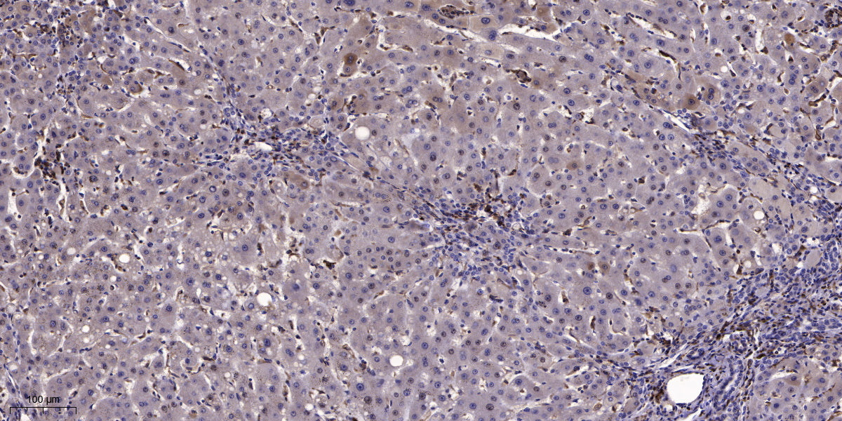 CASPR3 Rabbit Polyclonal Antibody