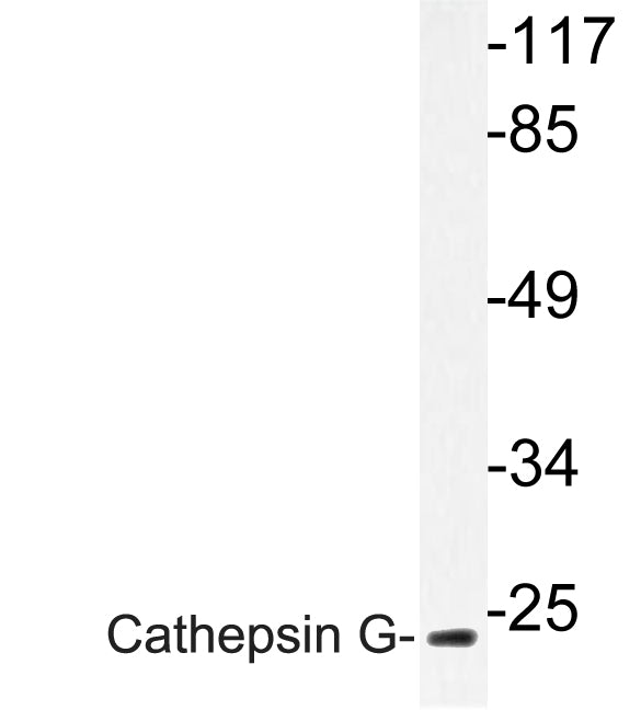 Cathepsin G Rabbit Polyclonal Antibody