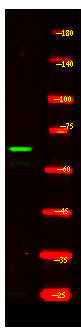 CCNK Rabbit Polyclonal Antibody