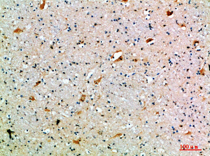 CD108 Rabbit Polyclonal Antibody