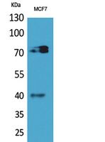 CD110 Rabbit Polyclonal Antibody