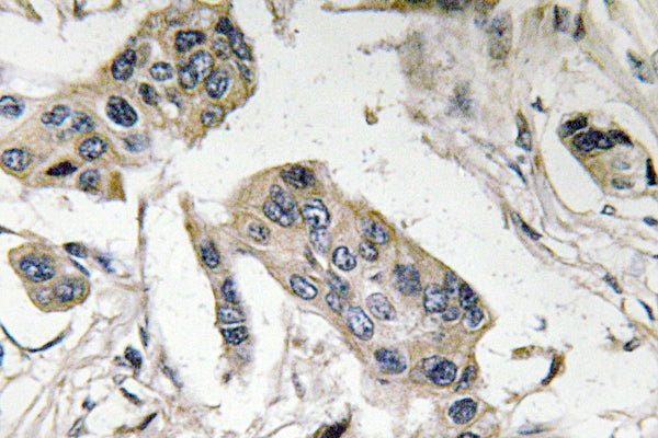 CD15 Rabbit Polyclonal Antibody