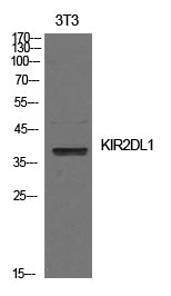CD158a Rabbit Polyclonal Antibody