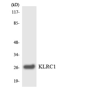 CD159a Rabbit Polyclonal Antibody