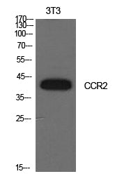 CD192 Rabbit Polyclonal Antibody