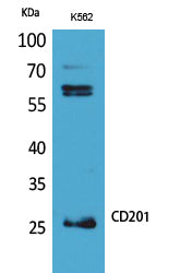 CD201 Rabbit Polyclonal Antibody
