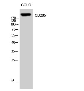CD205 Rabbit Polyclonal Antibody