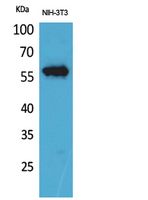 CD223 Rabbit Polyclonal Antibody