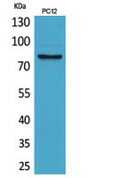 CD239 Rabbit Polyclonal Antibody