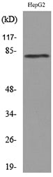 CD248 Rabbit Polyclonal Antibody