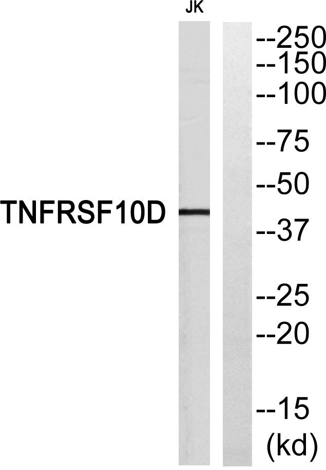CD264 Rabbit Polyclonal Antibody