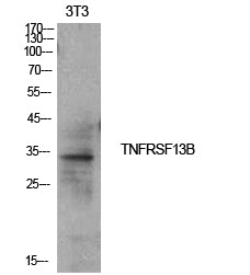 CD267 Rabbit Polyclonal Antibody