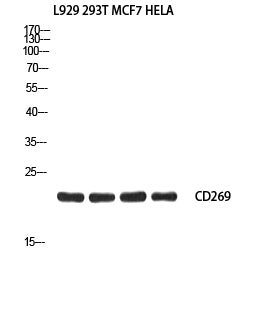 CD269 Rabbit Polyclonal Antibody