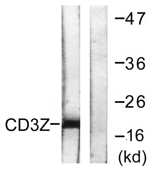CD3 ζ Rabbit Polyclonal Antibody