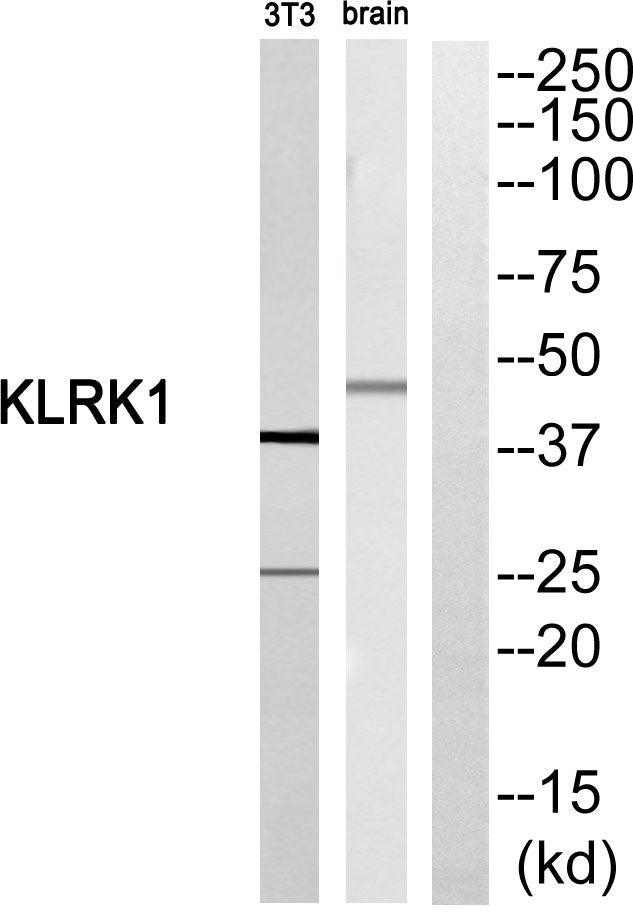 CD314 Rabbit Polyclonal Antibody