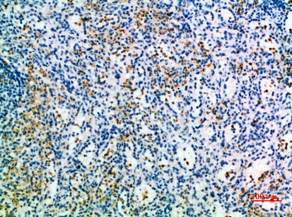 CD327 Rabbit Polyclonal Antibody