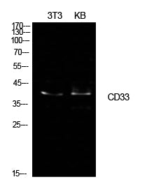 CD33 Rabbit Polyclonal Antibody