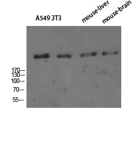 CD35 Rabbit Polyclonal Antibody
