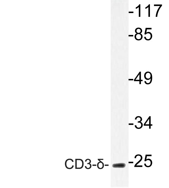 CD3-δ Rabbit Polyclonal Antibody