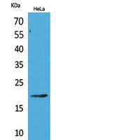 CD3-δ Rabbit Polyclonal Antibody