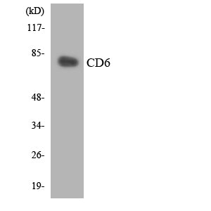 CD6 Rabbit Polyclonal Antibody