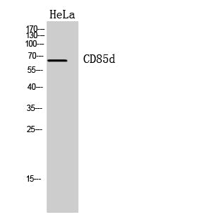 CD85d Rabbit Polyclonal Antibody