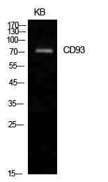 CD93 Rabbit Polyclonal Antibody