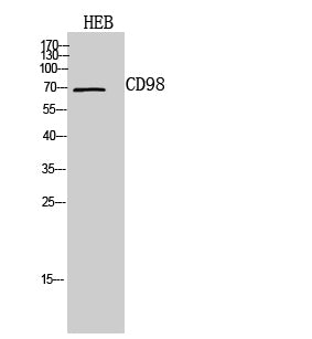 CD98 Rabbit Polyclonal Antibody