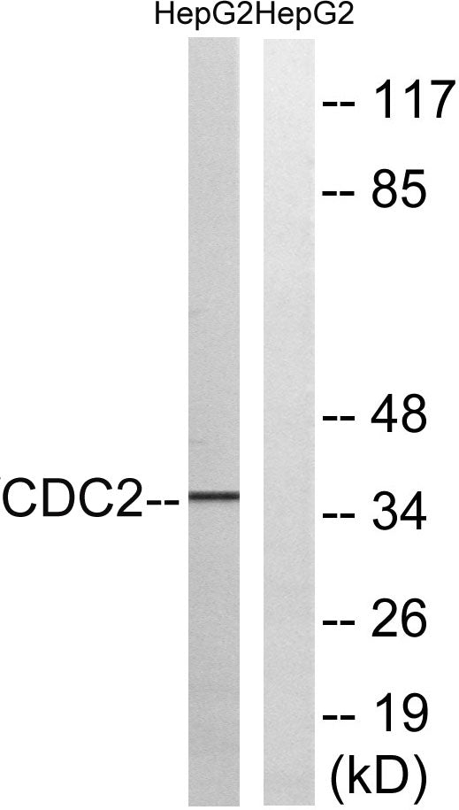 Cdc2 Rabbit Polyclonal Antibody