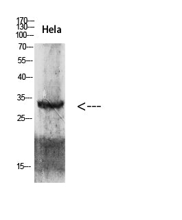 Cdk6 Rabbit Polyclonal Antibody
