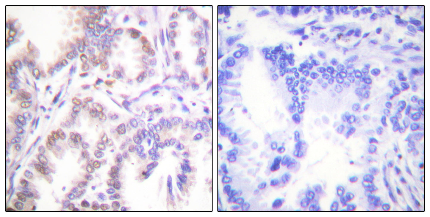 Cdk7 Rabbit Polyclonal Antibody