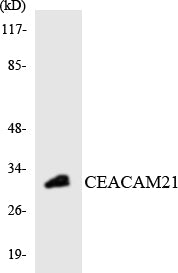 CEACAM21 Rabbit Polyclonal Antibody