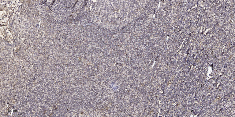 CEL Rabbit Polyclonal Antibody