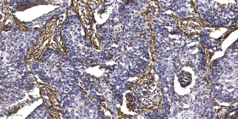 Centriolin Rabbit Polyclonal Antibody