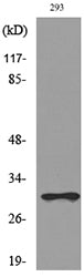 CGREF1 Rabbit Polyclonal Antibody