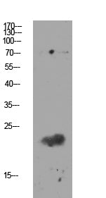 Claudin 11 Rabbit Polyclonal Antibody