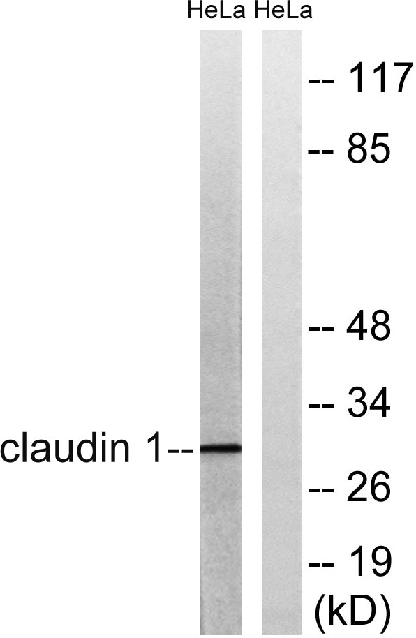 Claudin-1 Rabbit Polyclonal Antibody