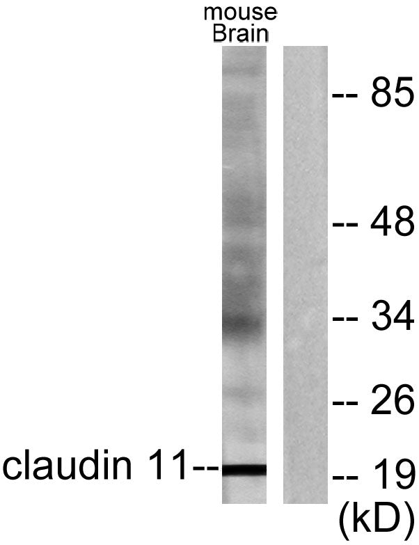 Claudin-11 Rabbit Polyclonal Antibody