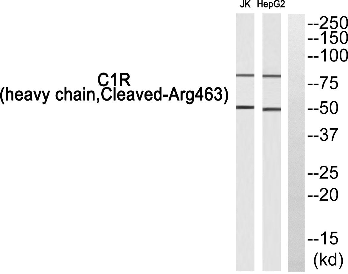 Cleaved-C1r HC (R463) Rabbit Polyclonal Antibody