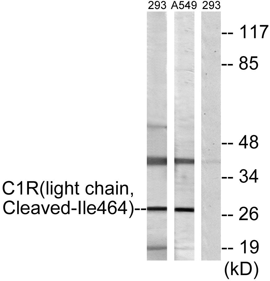 Cleaved-C1r LC (I464) Rabbit Polyclonal Antibody