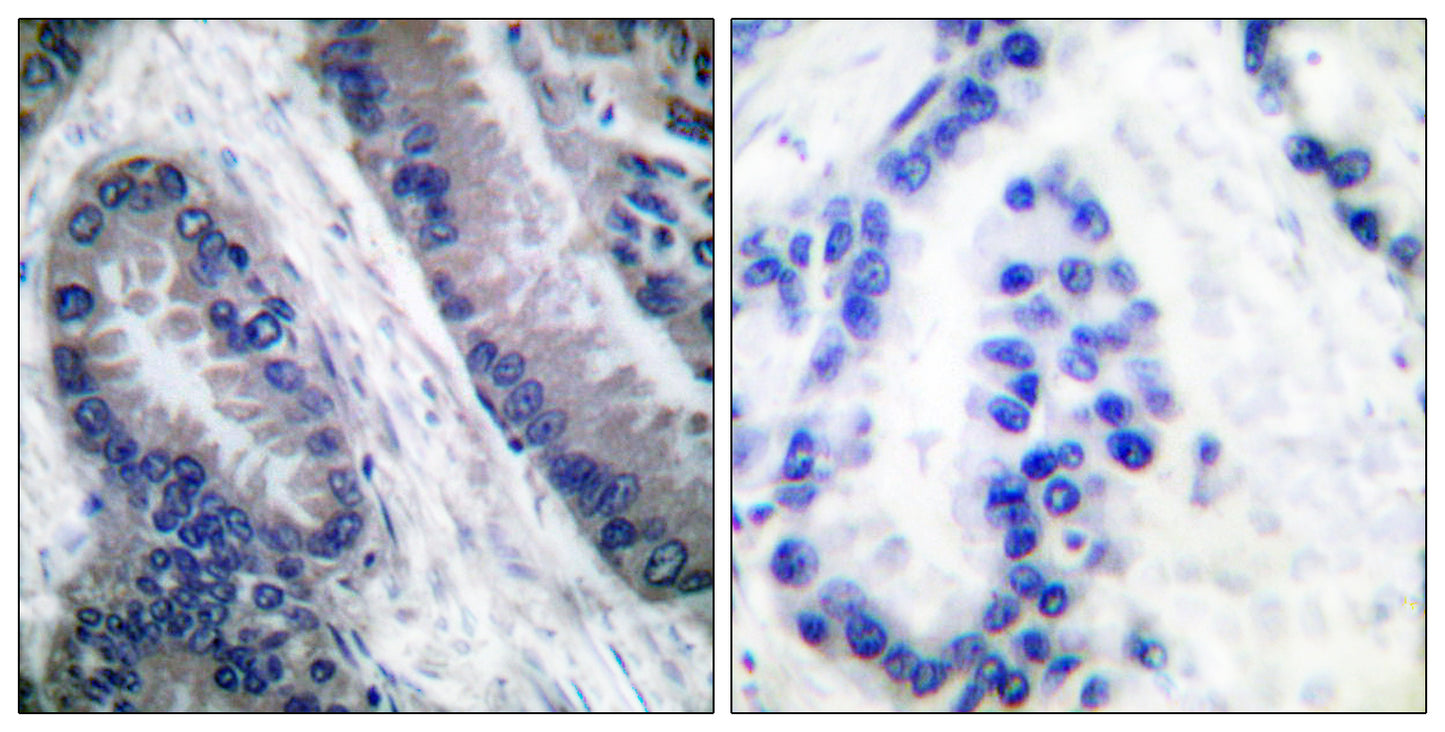 Cleaved-Caspase-1 (M211) Rabbit Polyclonal Antibody