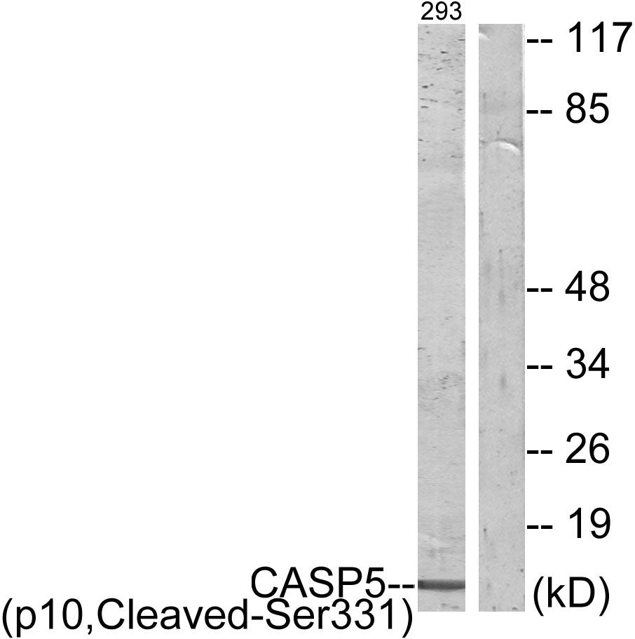 Cleaved-Caspase-5 p10 (S331) Rabbit Polyclonal Antibody