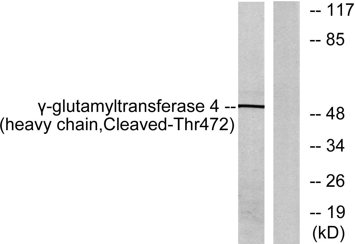 Cleaved-GGT4 HC (T472) Rabbit Polyclonal Antibody