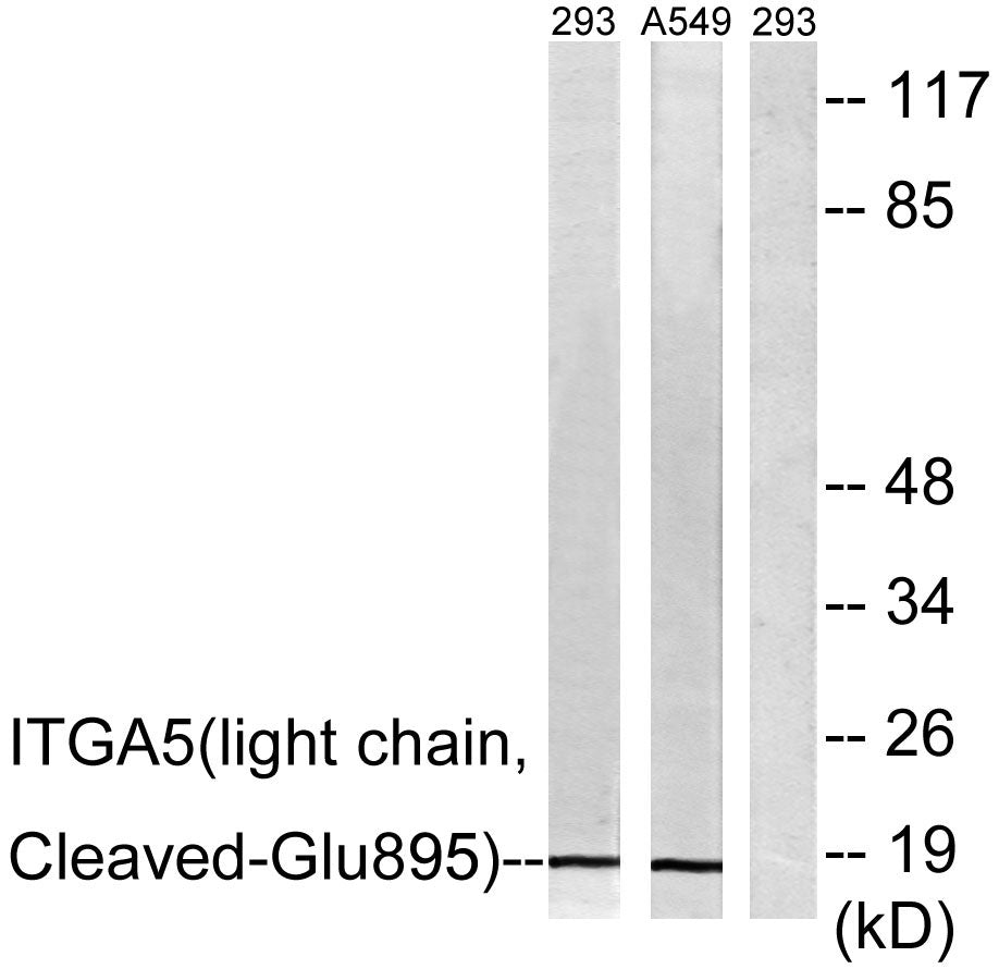 Cleaved-Integrin α5 LC (E895) Rabbit Polyclonal Antibody