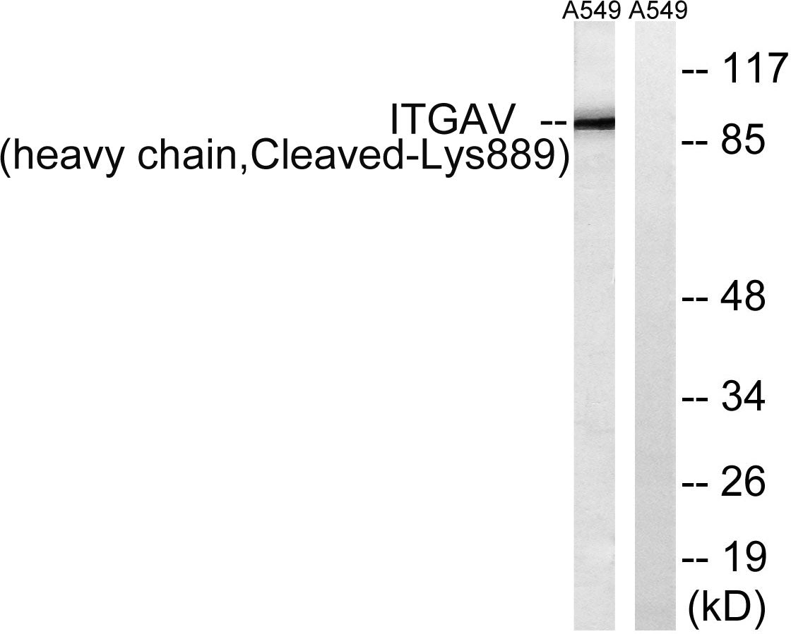 Cleaved-Integrin αV HC (K889) Rabbit Polyclonal Antibody