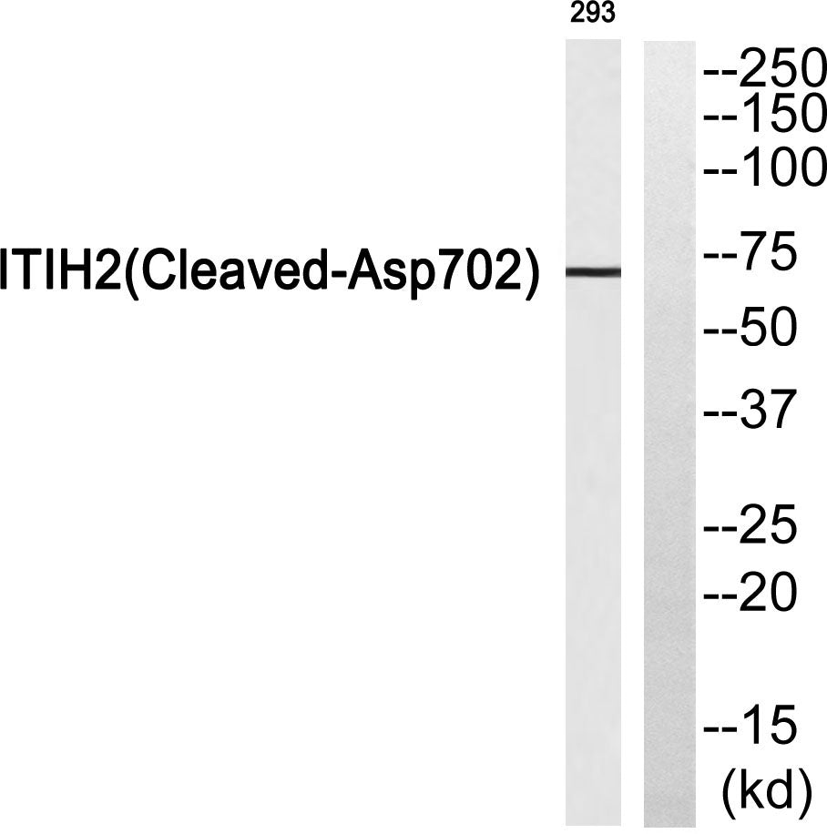 Cleaved-ITI-H2 (D702) Rabbit Polyclonal Antibody