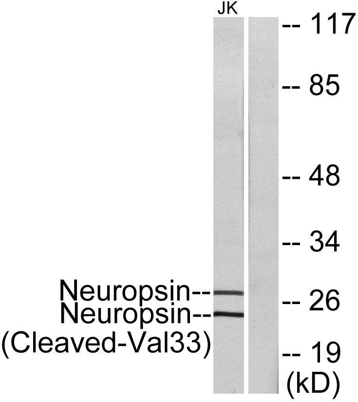 Cleaved-KLK8 (V33) Rabbit Polyclonal Antibody
