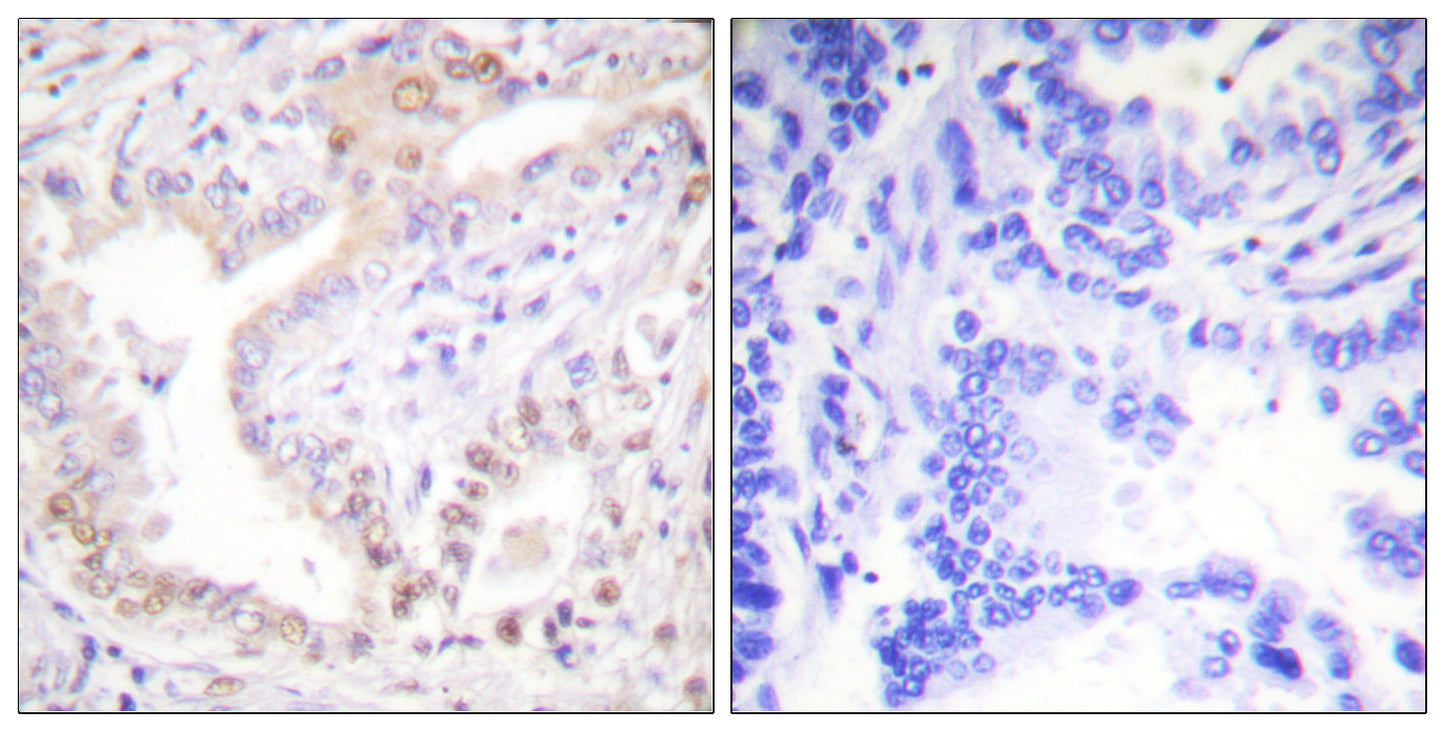 Cleaved-Lamin A (N231) Rabbit Polyclonal Antibody